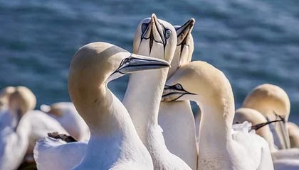 帕金斯：申京是联盟前5中锋，不仅进攻全面而且防守出色